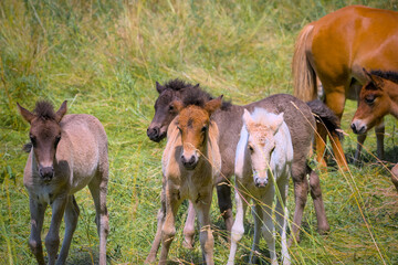 a herd of many cute colourful Icelandic Horse foals playing in the meadow