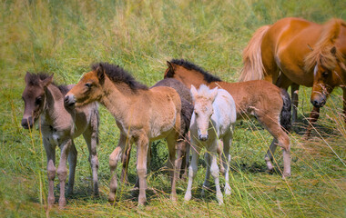 Obraz na płótnie Canvas a herd of many cute colourful Icelandic Horse foals playing in the meadow