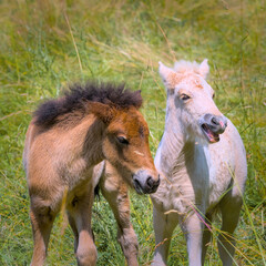 Naklejka na ściany i meble two lovely icelandic foals are playing together