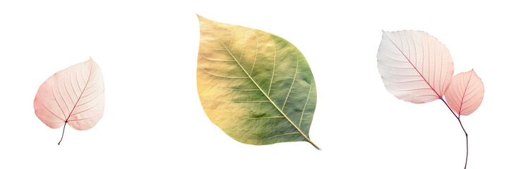 Leaf of a tree against a transparent background