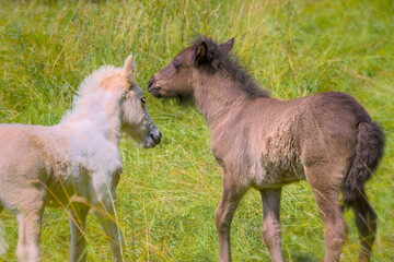 Obraz na płótnie Canvas A dark and a white foal of Icelandic horses are playing together in the meadow