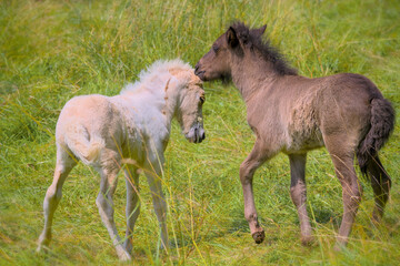 A dark and a white foal of Icelandic horses are playing together in the meadow
