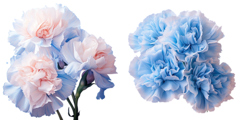 blue carnations transparent background