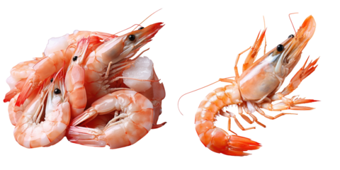 Fresh seafood on transparent background