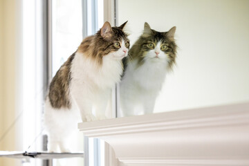 A long-haired tabby cat walking in front of a mirror