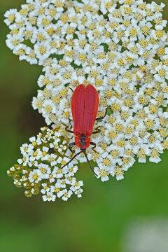 Red beetle on white flower.