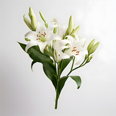 Illustration of an elegant lily flower in full bloom, exuding purity and grace with its delicate petals