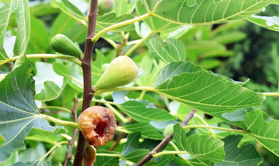 A spoiled fig on a fig tree.