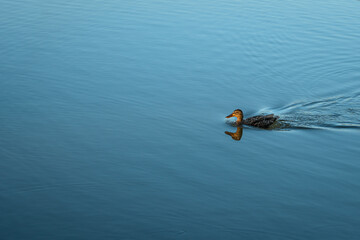A beautiful picture of a female Millard duck in the middle of the water on the right with smaller...