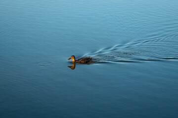 A mallard duckling in the middle of a calm lake with smaller broods behind her before sunset