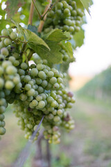Vertical shot of white grapes on the vine