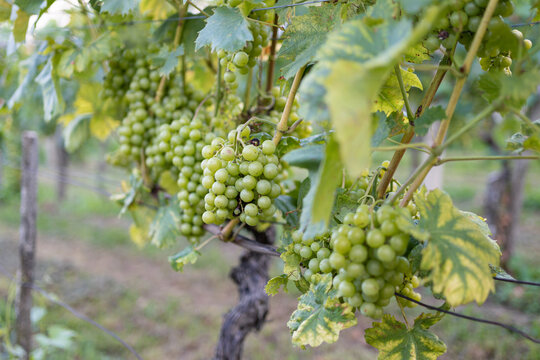Close-up of white grapes on the vine before harvest