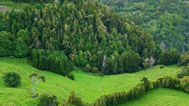 Lush forest landscape aerial view. Picturesque green valley at countryside hills