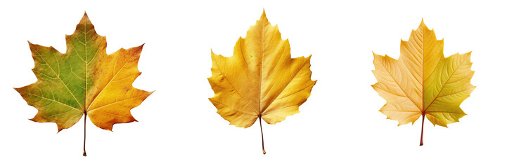 Autumn leaf in green yellow and brown colors transparent background