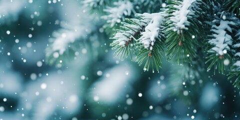 Christmas tree branch with white snow. Christmas fir and pine tree branches covered with snow. background of snow and blurred effect. Gently falling snow flakes against blue