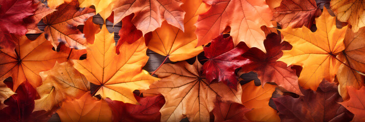 Maple leaves as autumn panorama background