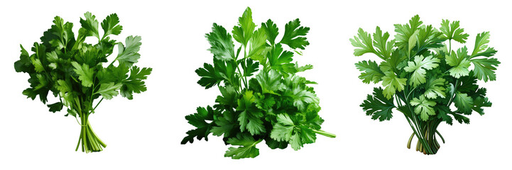 Parsley an easily accessible biennial plant pairs well with most foods transparent background