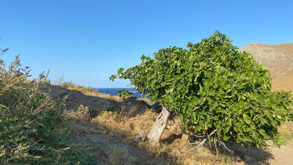 Fototapeta na wymiar Aegean trees on the slope from the Kalekoy hill in Gokceada Canakkale, Turkey.
