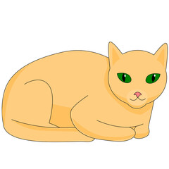 ginger cute cat