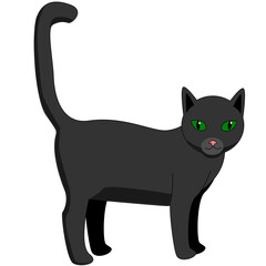 black cat