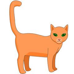ginger cat