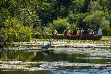 bird watching: great blue heron stands in silhouette  as a group of people (out of focus) observe from a large montreal style canoe shot in a bird sanctuary in the toronto islands in summer - obrazy, fototapety, plakaty