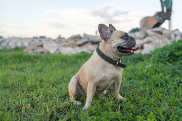 Fototapeta premium Side view small dog sitting at grass field.