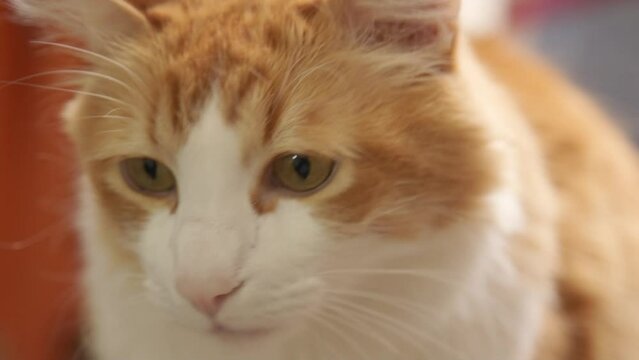 GATO AMARILLO CURIOSO