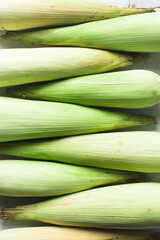 Fototapeta premium unpeeled cobs of corn on a marble table, whole corn in green husk on a countertop, fresh organic sweet corn on table