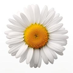 Single chamomile flower on white background.