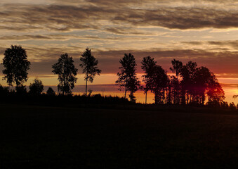 Silhouette trees on field against sky during sunset