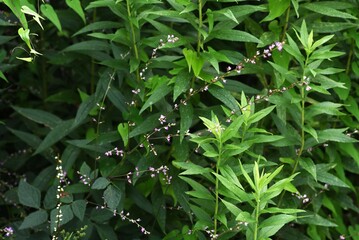 Desmodium podocarpum (Beggar lice) flowers.
Fabaceae perennial plants. Pink flowers on racemes from July to September. The fruit is burr.
