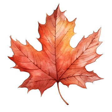 Fall maple leaf isolated on white background. Watercolor illustration created with Generative Ai technology