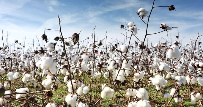 Farm field of white soft cotton crop plants ready for harvest
