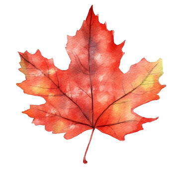 Red maple leaf isolated on white background. Watercolor illustration created with Generative Ai technology