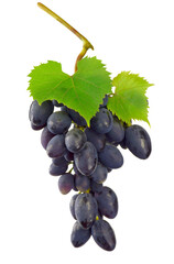 Grapes isolated. A bunch of ripe blue grapes with leaves, on transparent, png. wine grapes. A bunch of dark wine grapes