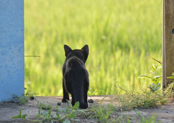 Back side view of little tabby kitten standing alone and look at green rice field with interest in the morning time of fresh day.