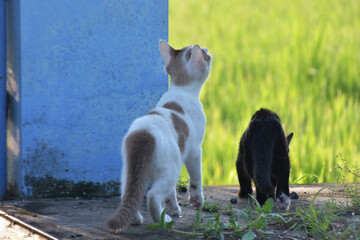 Backside view of two little tabby kittens standing and looking at a green rice field with interest in the morning time of fresh day.
