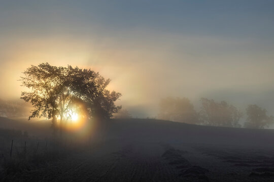 Two trees on the left with the sun coming up behind them on a foggy morning creating sunbeams and silhouettes.
