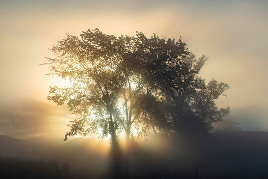 Close-up of two trees on a hill on a foggy morning with the sunrise creating tree silhouettes, shadows, and light beams.