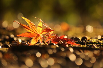 紅葉の落ち葉