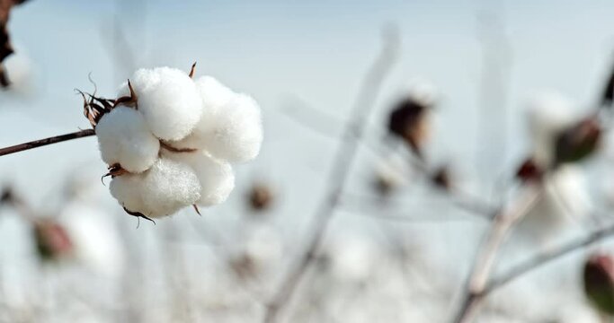 Farm field of white soft cotton crop plants ready for harvest