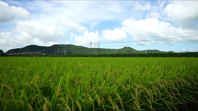 稲穂の実る夏の田園地帯を走る普通列車 （東海道本線 安土 - 能登川, 2023年8月）