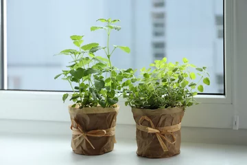 Zelfklevend Fotobehang Different fresh potted herbs on windowsill indoors © New Africa