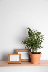 Fototapeta premium Wooden shelf with beautiful green houseplant and photo frames on white wall