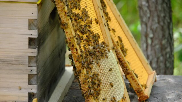 Close up of bees crawling all over honeycomb and over screen or honey holders after removing frames from hive.
