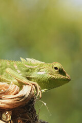 Chameleon is a special name for various types of lizards that have the ability to change the color of their skin