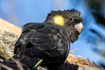 Australian Yellow-tailed Balck Cockatoo  perched in tree