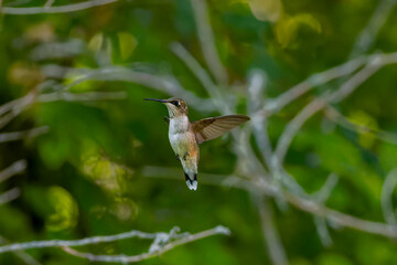 Ruby-throated hummingbird ( Archilochus colubris ) in flight