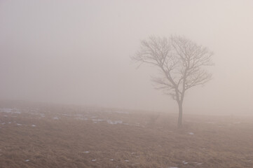 牧草地を覆う霧を透かす冬の光